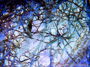 Interconnecting networks of filaments