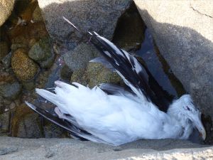 Dead gull on the rocks at Rousse Point