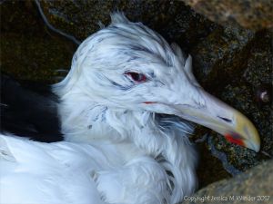 Detail of dead bird found on the rocks at Rousse Point