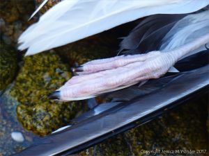 Foot detail of dead gull on rocks at Rousse Point
