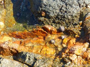 Colourful rocks with periwinkles at Rousse Point