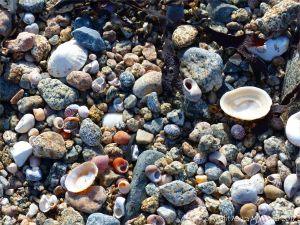 Seashells and granite granules at Rousse Point