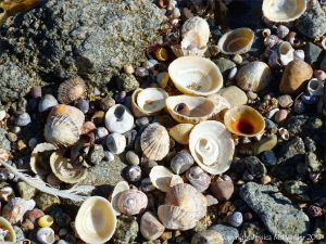 Seashells and granite granules at Rousse Point