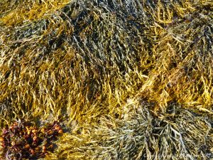 Assorted seaweeds growing on the rocks at Rousse Point