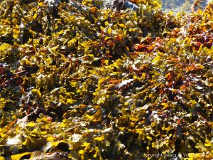 Seaweed growing on rocks at Rousse Point