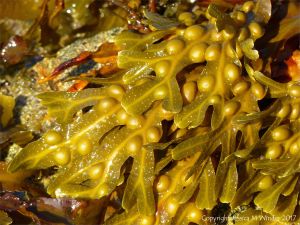 Seaweed growing on rocks at Rousse Point