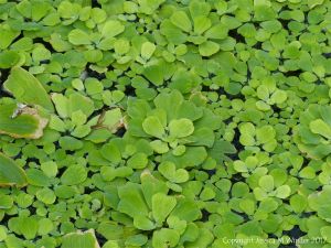 Water plants in the Princess of Wales Consevatory at Kew Gardens