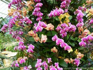 Orchids in the Princess of Wales Conservatory at Kew Gardens