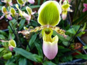 Orchid in the Princess of Wales Conservatory at Kew Gardens