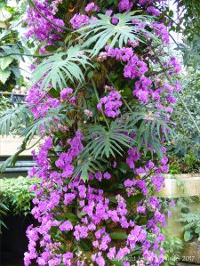 Orchids in the Princess of Wales Conservatory at Kew Gardens