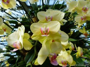 Orchids in the Princess of Wales Conservatory at Kew Gardens