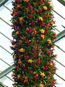 Bromeliads in the Princess of Wales Conservatory at Kew Gardens