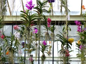 Hanging flowers in the Princess of Wales Conservatory at Kew Gardens