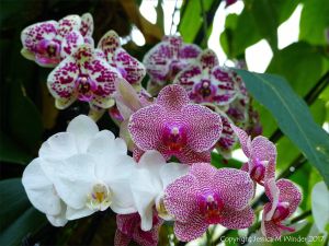 Orchids in the Princess of Wales Conservatory at Kew Gardens