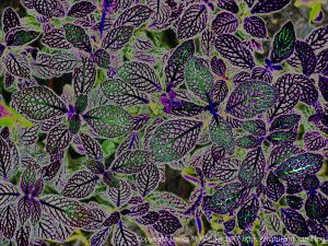 Art inspired by nature - leaf patterns