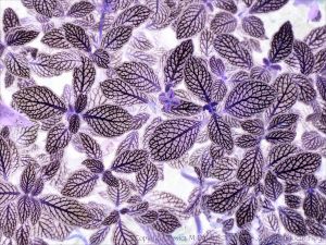 Art inspired by nature - leaf patterns