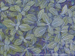 Art inspired by nature - leaf patterns