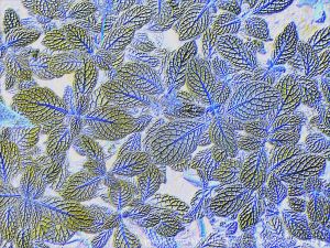 Art inspired by nature - leaf patterns