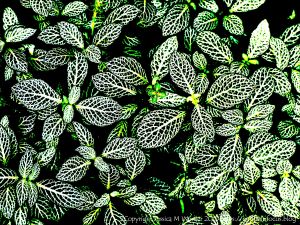 Art inspired by nature - leaf patterns