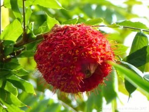 Red flowers in the Princess of Wales Conservatory at Kew Gardens