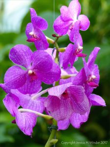 Orchids in the Princess of Wales Conservatory at Kew Gardens