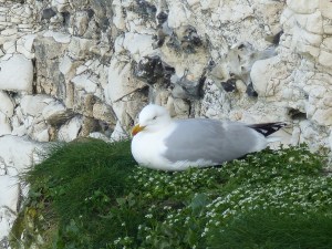 Seabird sitting on a cliff ledge