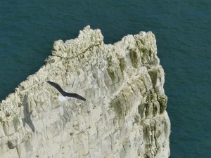 Chalk pattern and texture in cliffs at Studland Bay