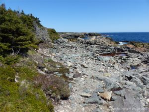 The shoreline with rocks of pyroclastic breccia north of Louisbourg Lighthouse in Cape Breton in Nova Scotia