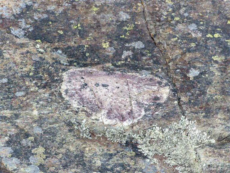 Angular rock fragments embedded in a volcanic ash matrix from a pyroclastic flow in Cape Breton Island