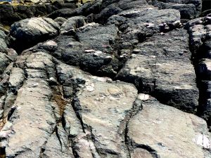 Angular rock fragments embedded in a volcanic ash matrix from a pyroclastic flow in Cape Breton Island