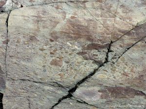 Angular rock fragments embedded in a volcanic ash matrix from a pyroclastic flow in Cape Breton Island