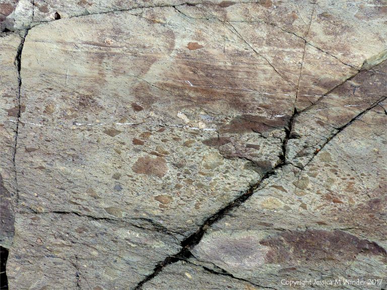 Angular rock fragments embedded in a volcanic ash matrix from a pyroclastic flow in Cape Breton Island