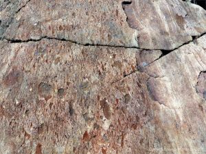 Angular rock fragments embedded in a volcanic ash matrix from a pyroclastic flow in Cape Breton Island
