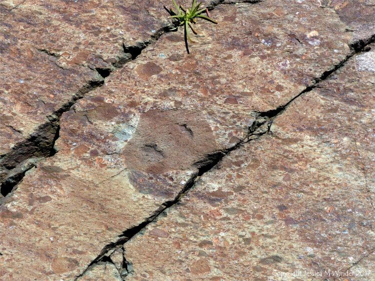 Angular rock fragments embedded in a volcanic ash matrix from a pyroclastic flow in Cape Breton Island