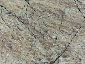 Angular rock fragments embedded in a volcanic ash matrix from a pyroclastic flow in Cape Breton Island