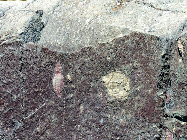 Angular rock fragments embedded in a volcanic ash matrix from a pyroclastic flow in Cape Breton Island
