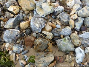 Beach stones derived from the chalk cliffs at South Beach, Studland, Dorset, England.