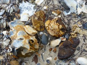 Beach stones derived from the chalk cliffs at South Beach, Studland, Dorset, England.