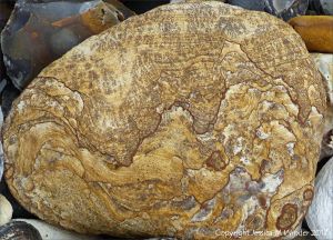 Close-up of beach stone with interesting pattern and texture