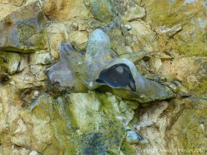 Flint nodule embedded in chalk