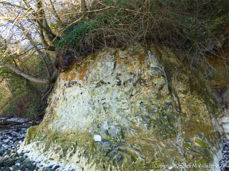 Low chalk cliff with row of embedded flints