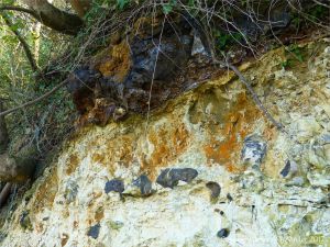 Line of flint nodules embedded in chalk