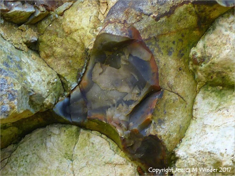 Flint nodule embedded in chalk