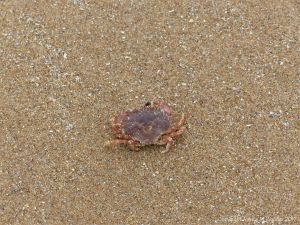 Lost baby crab on the sand at Rhossili