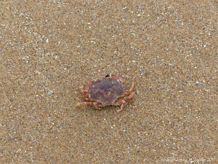 Lost baby crab on the sand at Rhossili