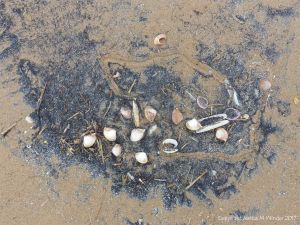 Sandy tidal hollow filled with natural debris