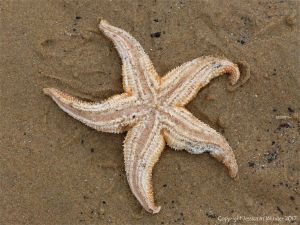 Dead starfish on the sand showing underside