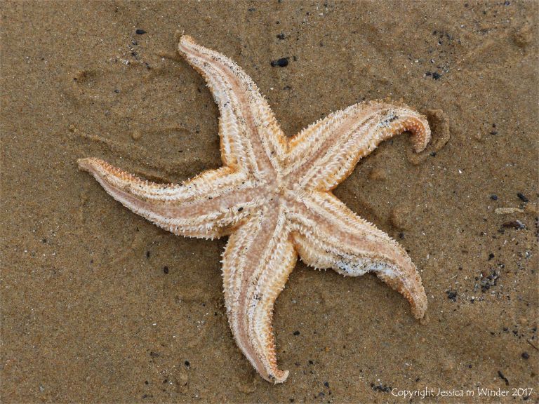 Dead starfish on the sand showing underside