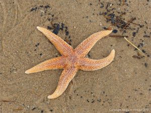 Dead starfish on the sand showing top side