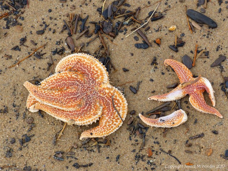 Dead starfish on the Rhossili strandline
